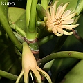 New to Australia. Bruguiera hainesii was dicovered in January 2016 following the discvoery of Bruguirera cylindrica. <br />Canon EOS KDX (400D) + EFS60 F2.8 + SPEEDLITE 380EX